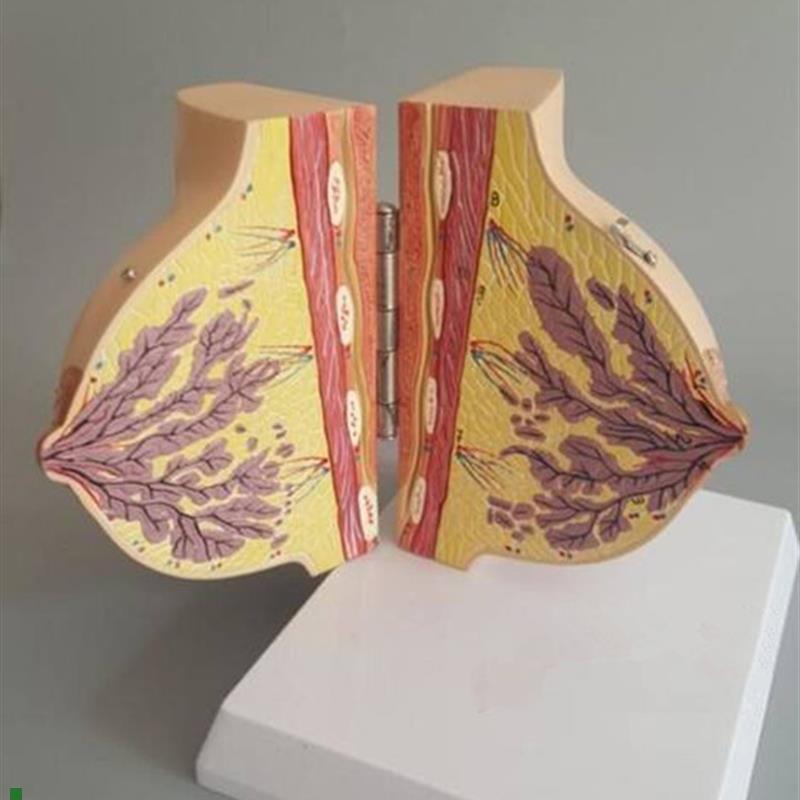 哺乳期女性乳房解剖模型人体胸部模具剖面N结构妇科示教教学标本