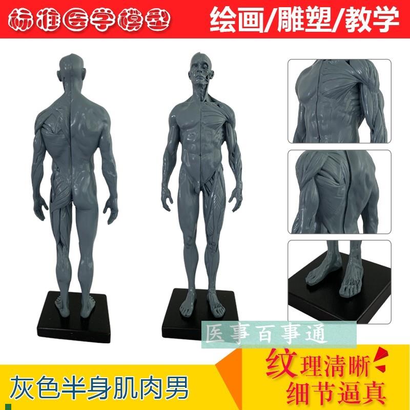 树脂骷髅头绘画半身像p人头骨艺用人体肌肉骨骼解剖结构模型灰色