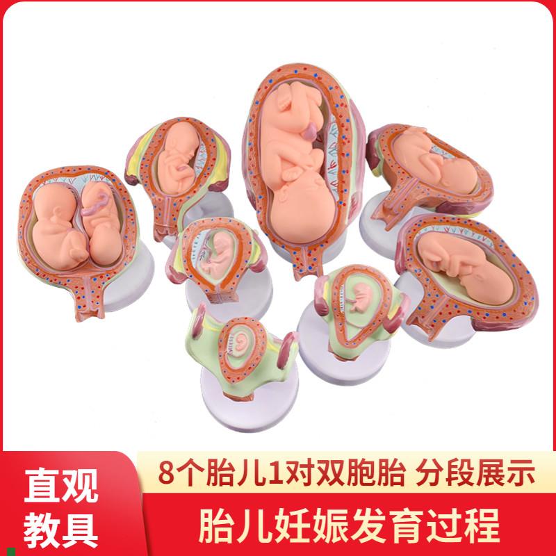 妊娠发育过程模型胚胎计划生育模型胎儿N发育过程模型子宫解剖