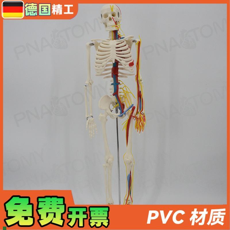 德国】85cm人体骨骼q模型带神经血管心脏大脑可拆卸教学正骨康复
