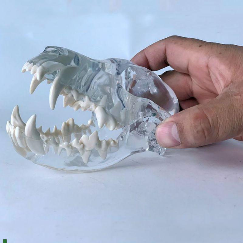 狗头骨模型水g晶透明艺术摆件装饰品犬科动物口腔牙齿兽医药促销