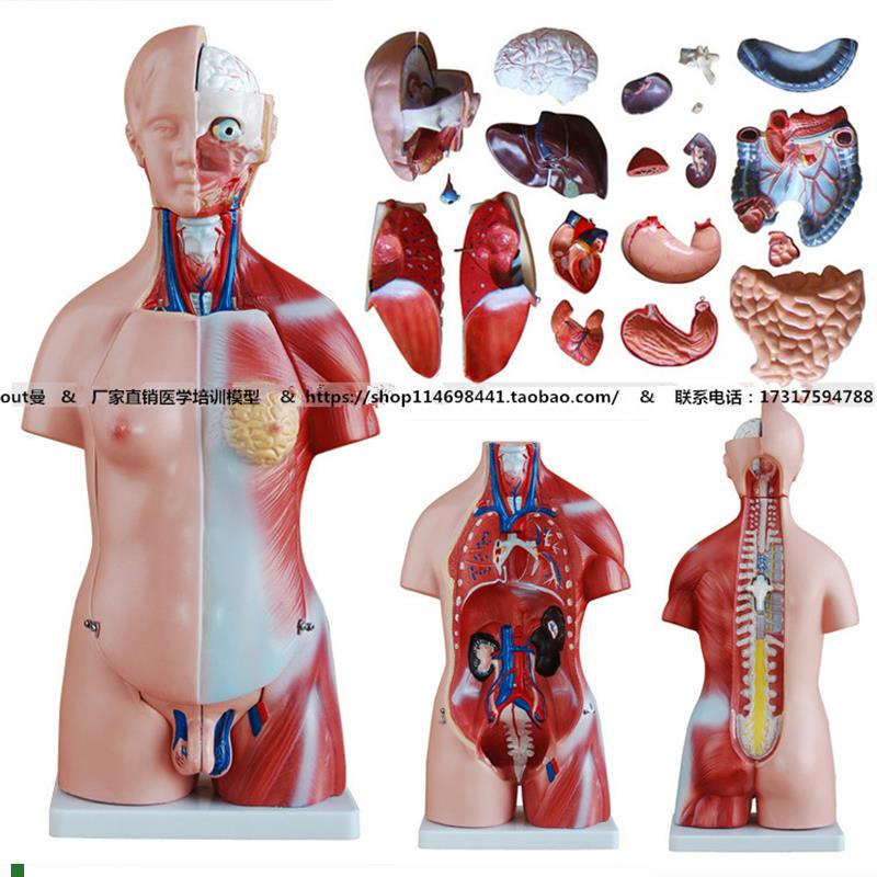 45CM两性躯干模型23件解剖学器官结I构人体内脏器官模型脏器模型