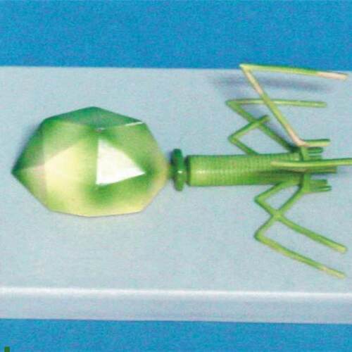 噬菌体病毒h模型分子模型医用教学模型