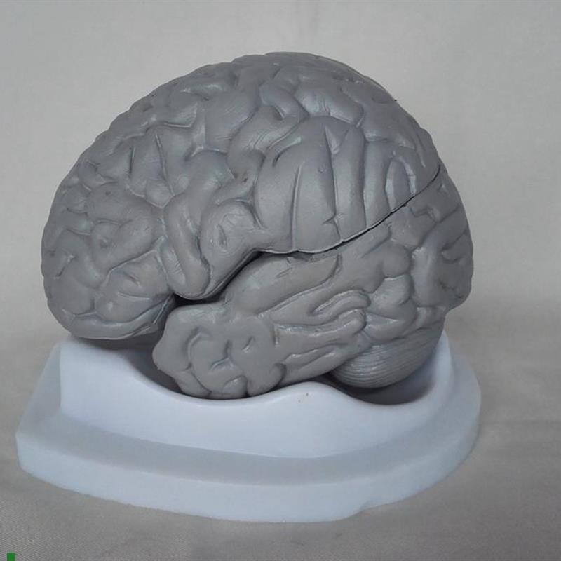 包邮人体脑解剖模型教学B医用人体标本模型人体模型