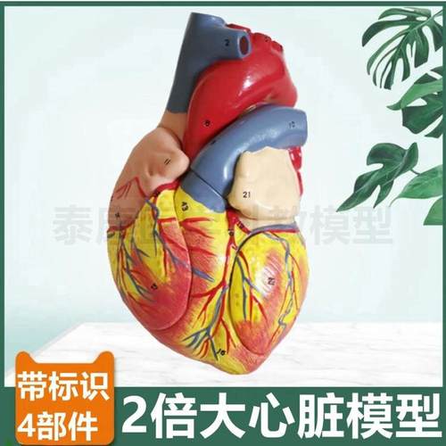 人体心脏模型解剖4部件带标识放大2倍心血管二尖S瓣三尖瓣B超彩超