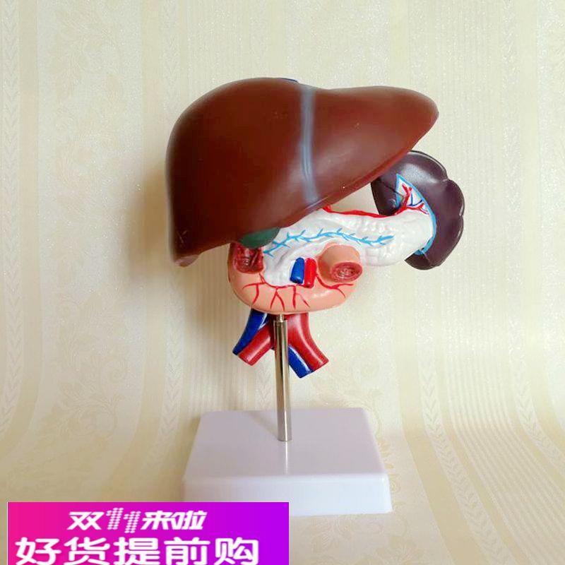 人体肝脏十二指肠胰腺脾脏组合模型可拆卸肝门静脉腹腔血管消化内