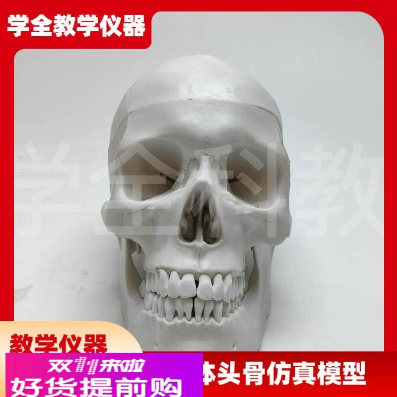 人体头骨仿真模型骷髅可拆卸头颅医学教学用具颅骨美术医用摆件