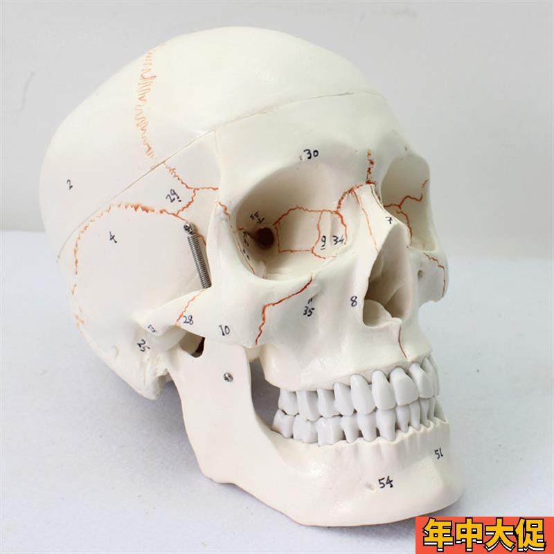 颐诺正品c医用人体头头颅骨模型标本骨骼模型学生用品用具模型礼,玩具/童车/益智/积木/模型,其他模型玩具,淘宝优惠券,粉丝福利购,淘宝优惠卷