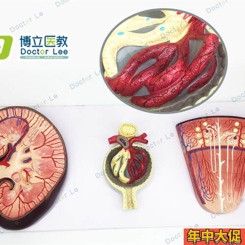 正品肾与肾单位肾小球模型泌尿E系统解剖结构人体肾脏模型