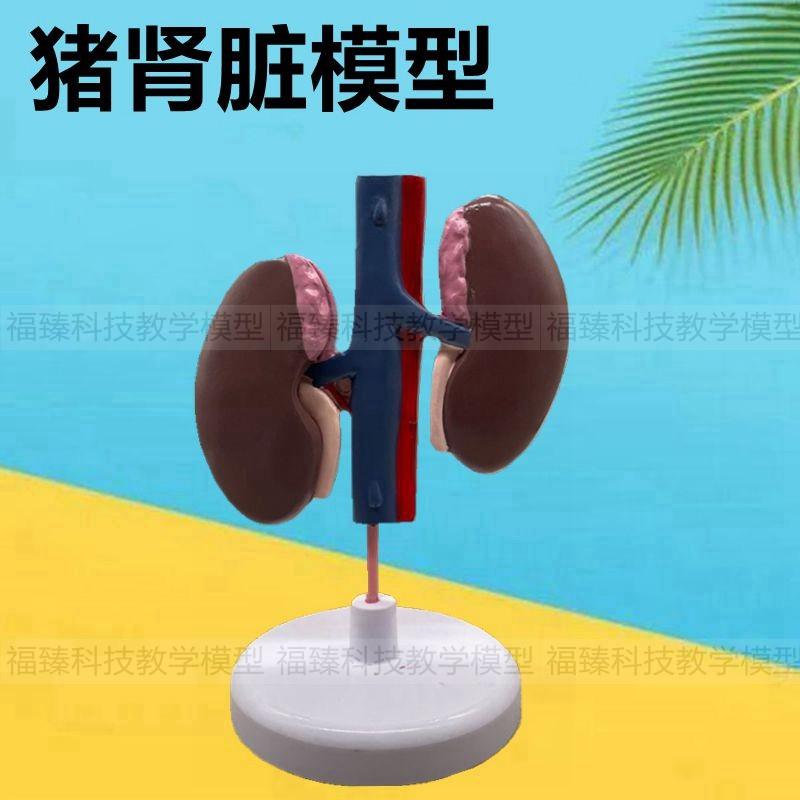 猪解剖模型仿真i肾脏o皮肤穴位针灸动物内脏畜牧兽医牲口泌尿系器