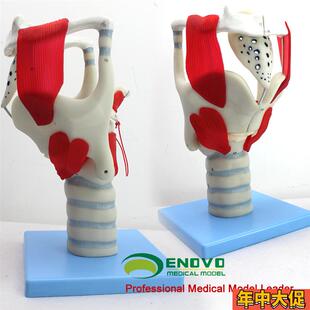 颐诺正品喉结构与功能放大模型耳鼻喉科五官S科喉模型声乐教学