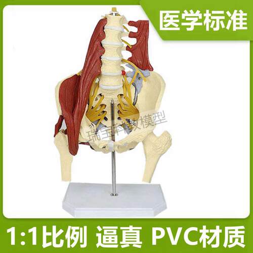 促骨盆模型可拆卸腰椎女性盆底A肌肉神经产后修复助产示教脊柱肌