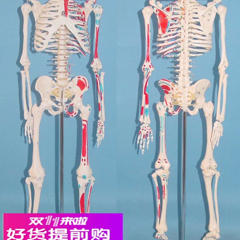 包邮65CM人体骨骼肌肉起点画色模型 骷髅骨架模型 医用人体标本