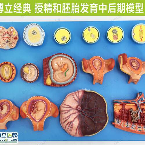 授精和胚胎发育中后期模型妇科计生展示胎儿孕育过程.模型卵细胞