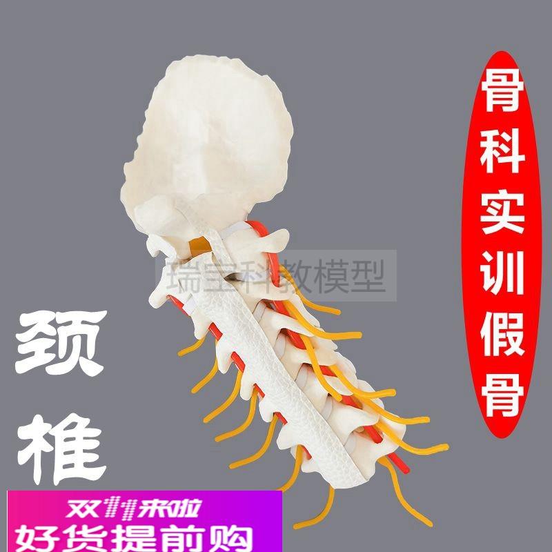 颈椎模型骨科医生手术练习用假骨人体脊椎椎间盘神经临床脊柱外科