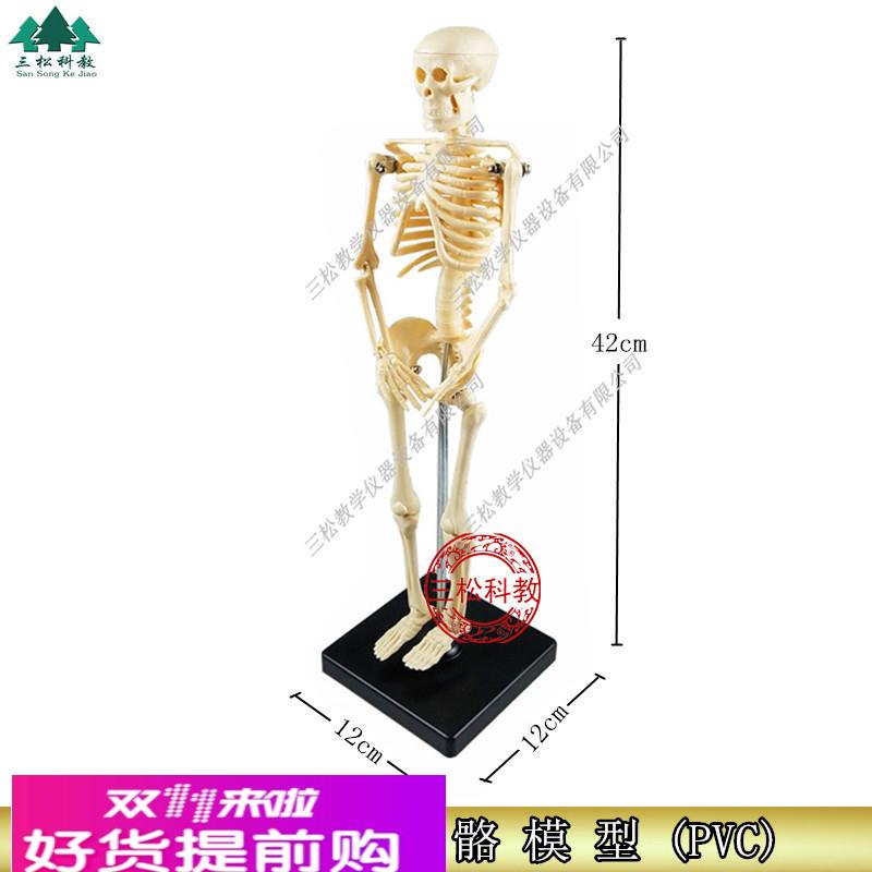 39051儿童骨骼模型 人体全身骨骼模型 教学仪器 生物模型医学模型