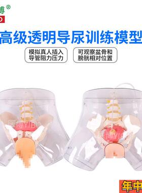 医博BIX-H4D高级透明女性导尿模型导尿插管训练假人女性护理训练