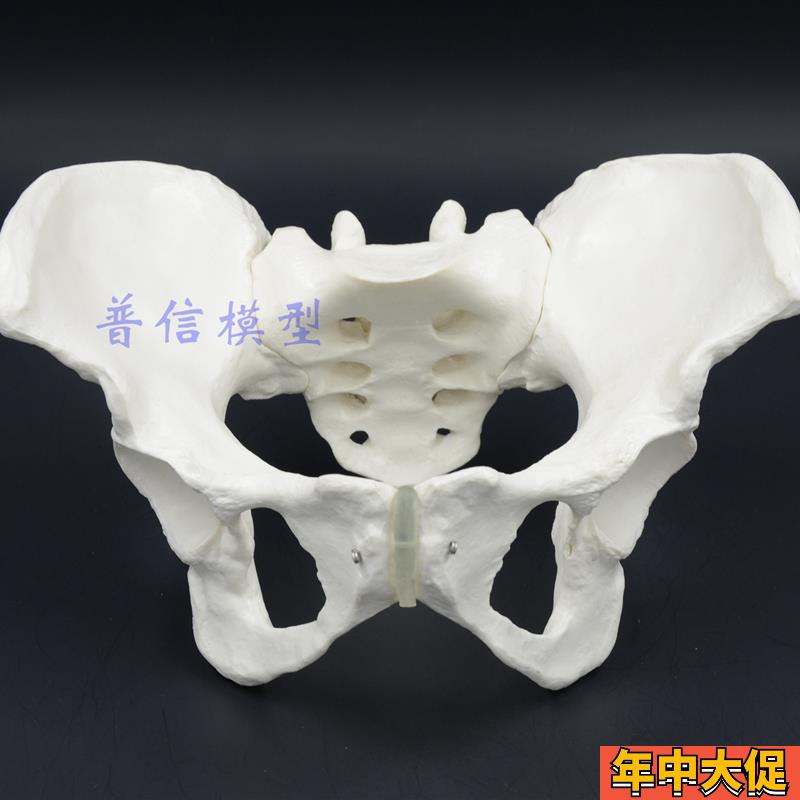 1比1女性骨盆模型髂骨坐骨耻骨演示模型盆T骨医用骨骼模型