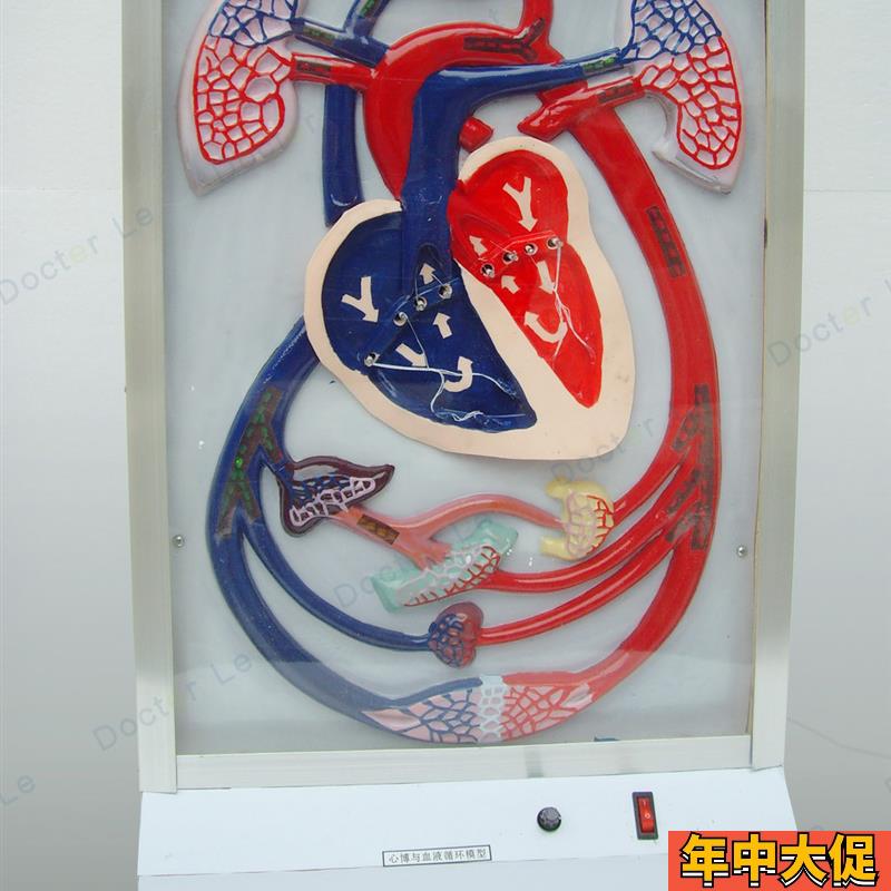 电动人体心脏搏动与血液循环模型心脏搏动电Q动模型心脏心室模型