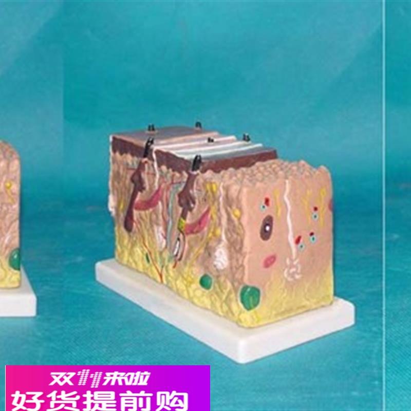 人体皮肤解剖模型 皮肤机构教学医用人体标本模型