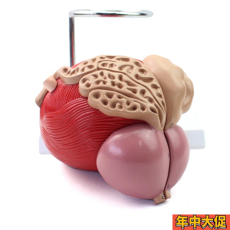 ENOVO颐诺医学l人体膀胱模型前列腺模型泌尿生殖系统解剖泌尿科泌