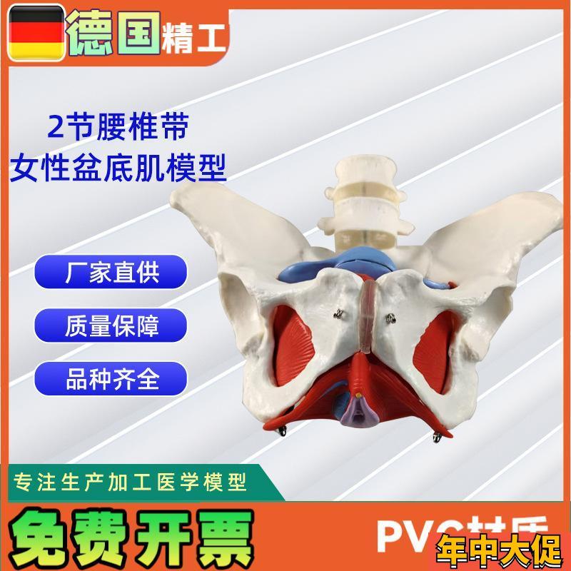 2节腰椎带女性盆底肌模型实力工厂直S营源头教学学习