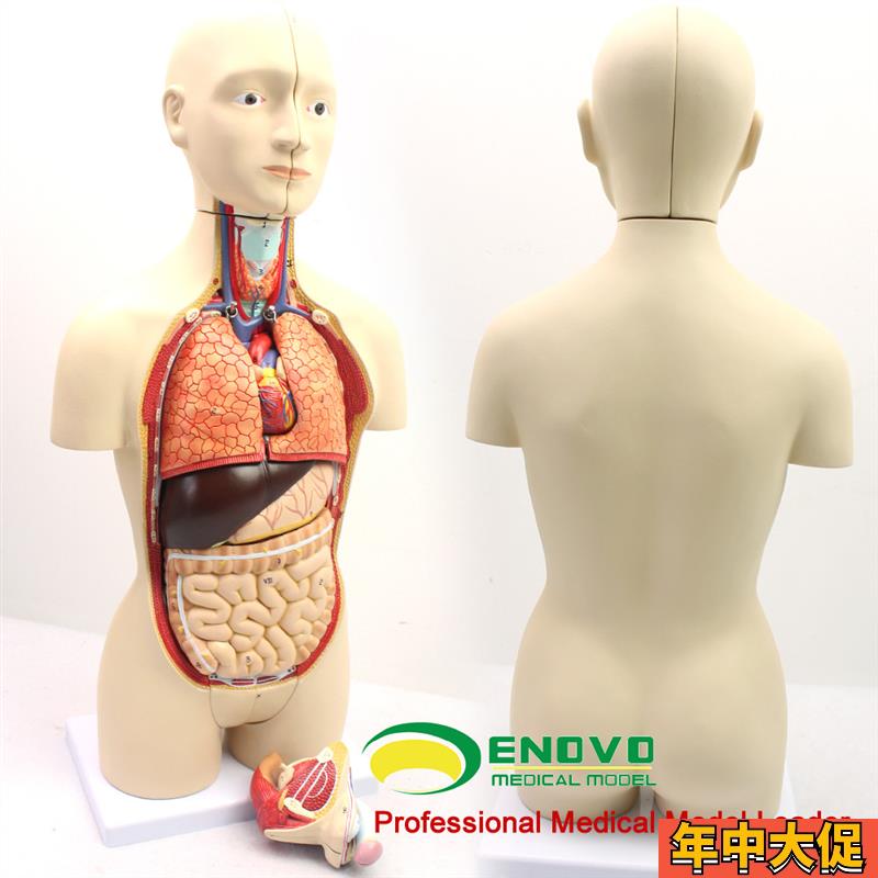 ENOVO颐诺版中l型医学人体器官解剖模型青少年男女双性版内脏器官