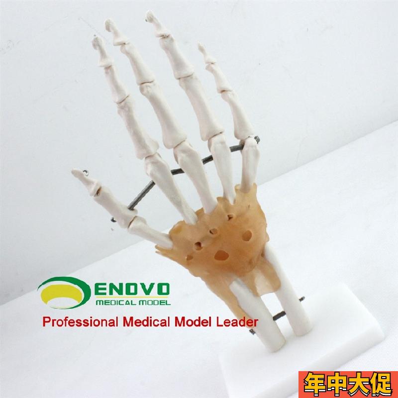ENOVO颐诺医学人体手关节韧带模型手骨尺M桡骨人体骨骼标本手足外