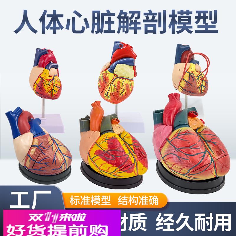 1:1人体心脏解剖模型 B超彩超可拆卸 自然大心脏医学教学模型