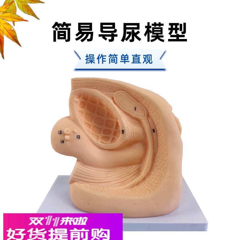 人体内外生殖器解剖及女性性导尿模型男性泌尿系统生殖系统模型