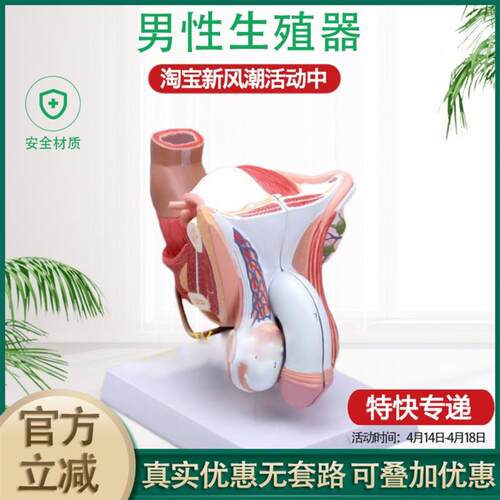 男性内外生d殖器官模型 男性生殖解剖模型 睾丸模型 阴茎模型