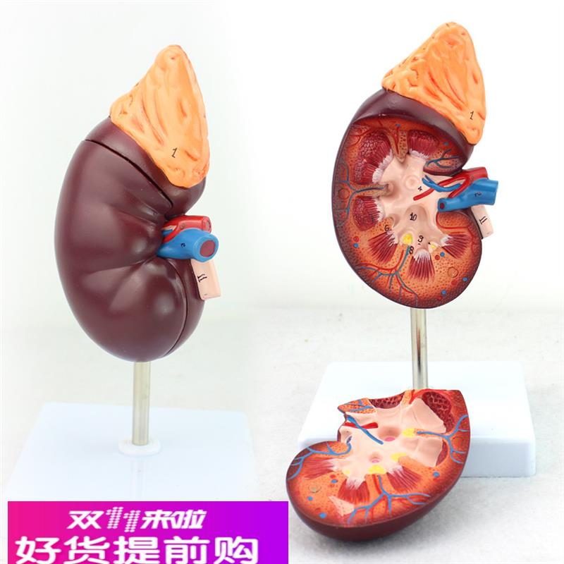 颐诺正品人体肾脏解剖模型肾模型医用泌尿科解剖系统模型