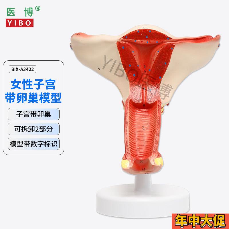 医博BIX-A3422正常子宫模型女性子宫模型医用教具女性内外生殖器