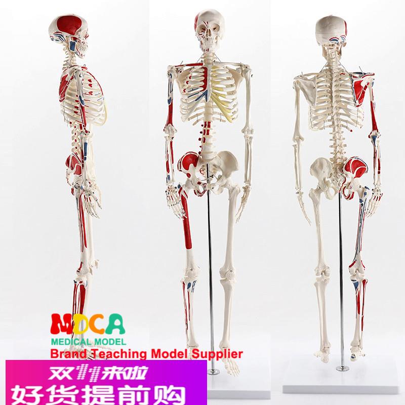 85CM人体骨骼肌肉起止点带数字标识模型医学教学医学 MGG207
