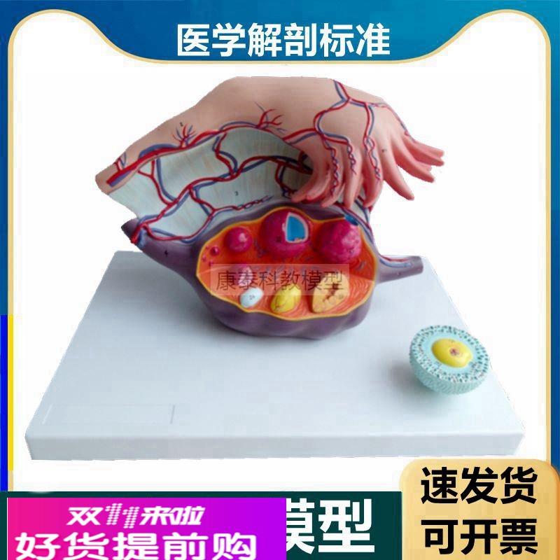 卵巢模型输卵管黄体白体月经周期卵泡女生殖子宫结构生理功能卵子