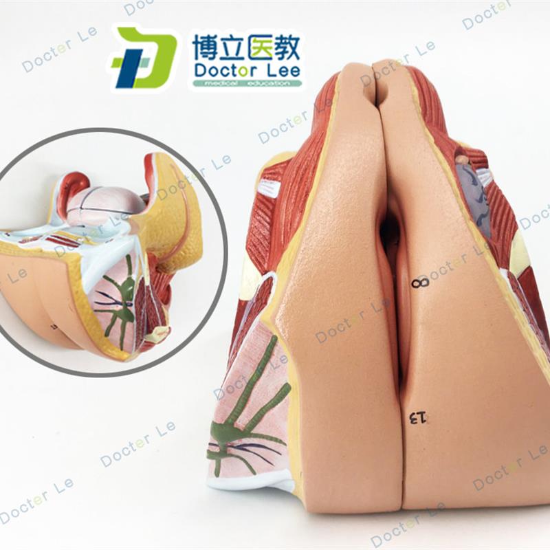 医学人体女性生殖系统模型子x宫模型妇产科解剖计划生育自然大四