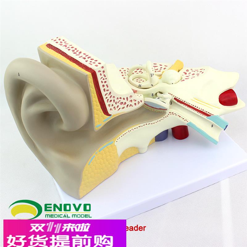 颐诺正品医用人体耳模型内耳迷路模型耳鼻喉科听觉系统器官模型