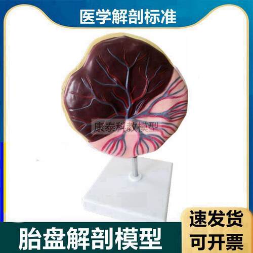 胎盘模型血管神经脐带妊娠v胎儿血液循环妇产科临床教学生殖计生