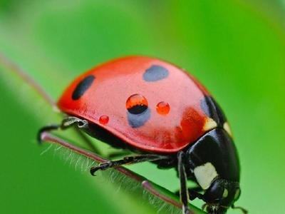 顺丰速运~七星瓢虫   主要防治蚜虫   木虱   蚧壳虫等 食量巨大
