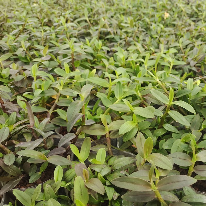 霍山铁皮石斛苗盆栽红杆种子盆景雁荡山绿植枫斗种植石斛兰花A+04