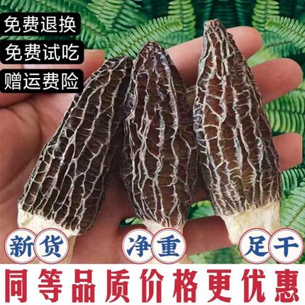 2024年头茬精品羊肚菌干货野生500g菌菇煲汤食材云南土特产礼盒装