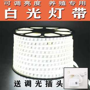 养殖场鸡舍专用灯带可调亮度调光白光暖光照明防水户外灯
