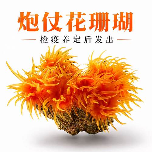炮仗花太阳花海水软体活体珊瑚海缸造景lps珊瑚海缸生物皮实好养
