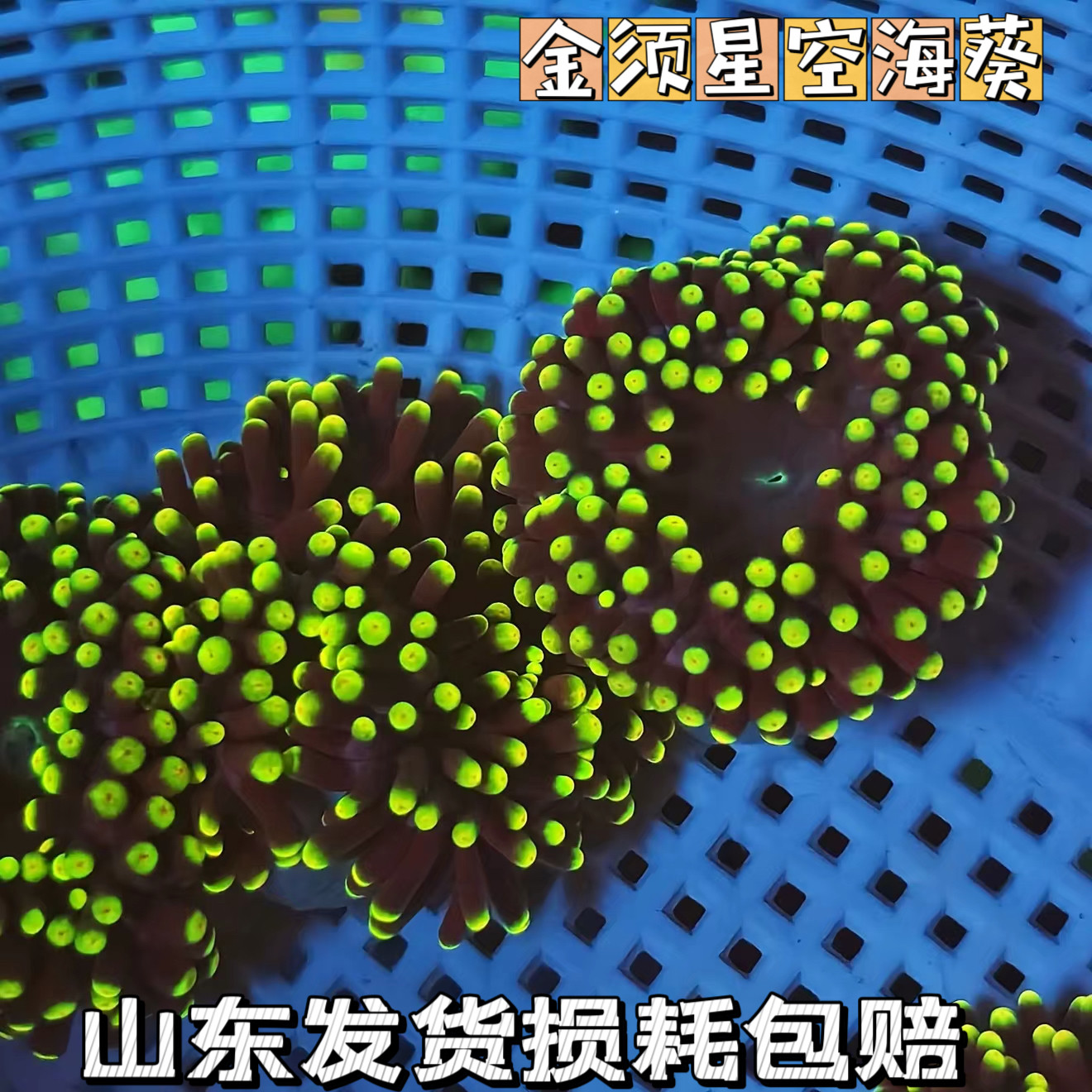 金须星空海葵观赏海葵荧光颜色鲜艳练手海葵活体海水生物海缸造景