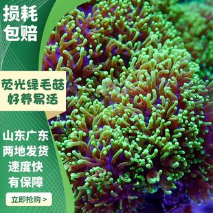荧光绿毛菇珊瑚海葵造景海缸宠物生物海草软体珊瑚新手练手珊瑚