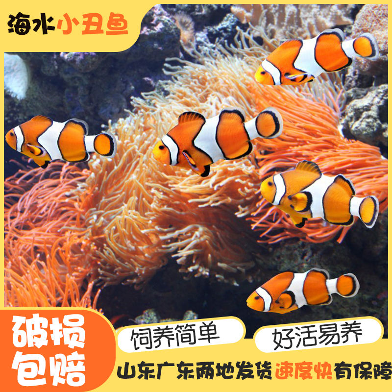 公子海水鱼观赏鱼小丑鱼