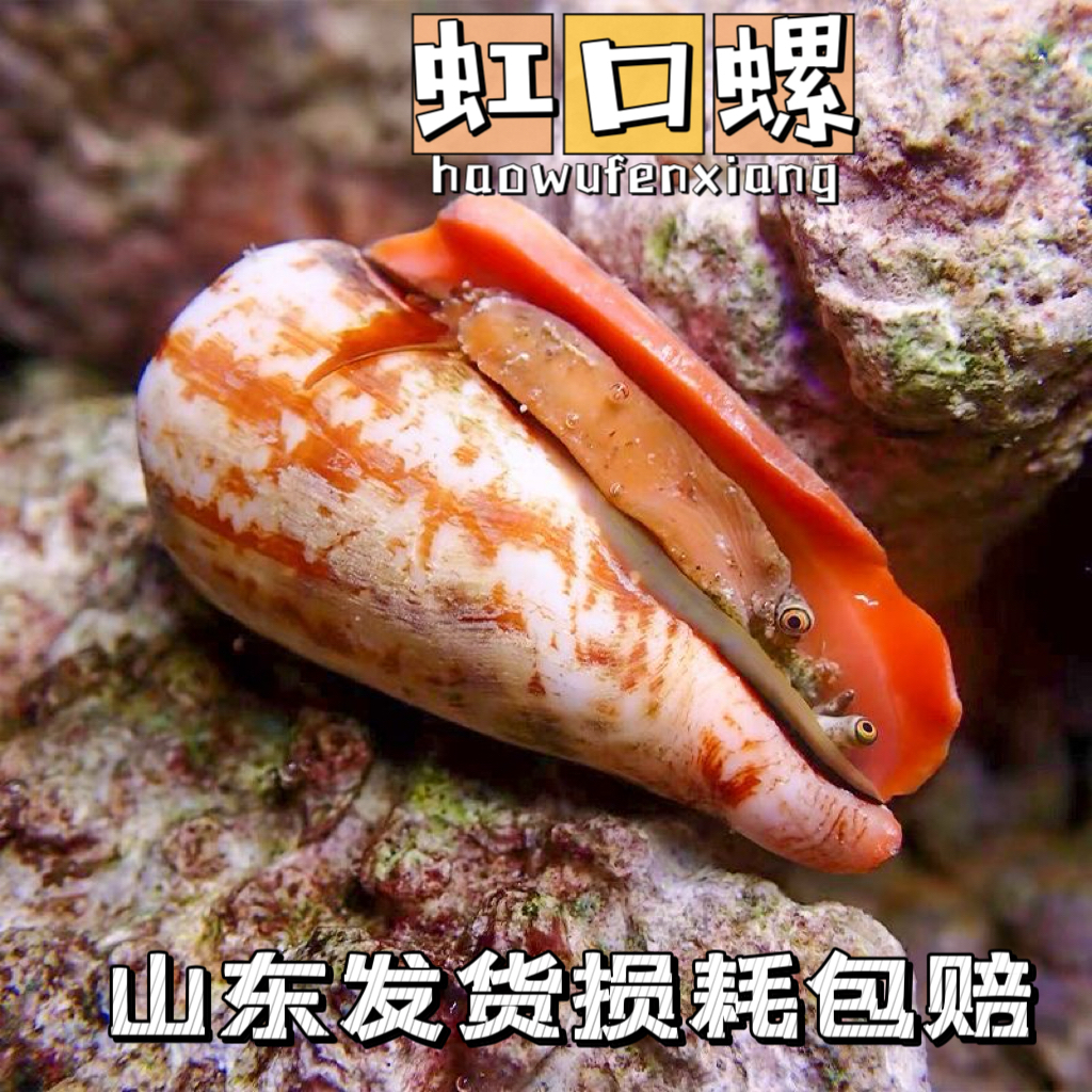 红口螺除绿藻金环宝螺观赏螺宠物海螺牛眼螺净化海缸吃藻紫底星螺
