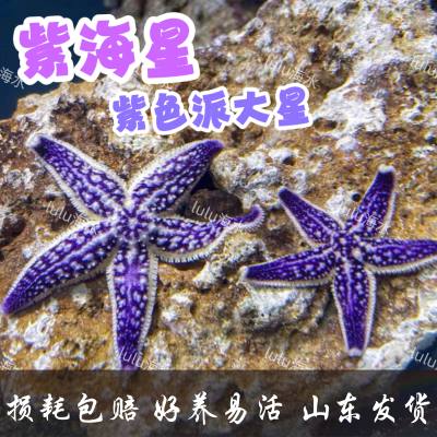 紫海星海缸活体生物海洋宠物