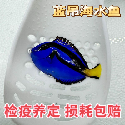 多莉蓝吊鱼粉蓝吊倒吊类观赏鱼宠物食藻小丑鱼海水鱼海缸已检疫