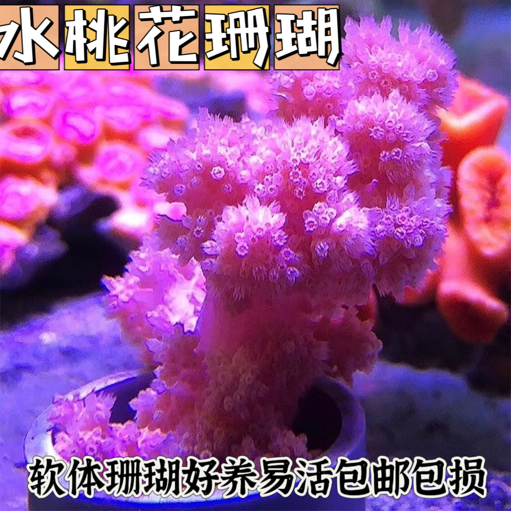 红水桃花软体珊瑚海鸡冠LPS海水生物活体小丑鱼活体珊瑚水桃花-封面